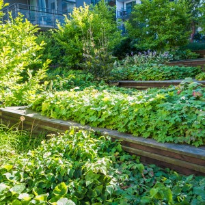 Beskärning av buskar på innergården koncept_DSF1751