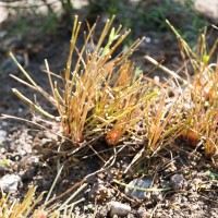 Plantering mot Sjöfartsgatan koncept_DSF1779